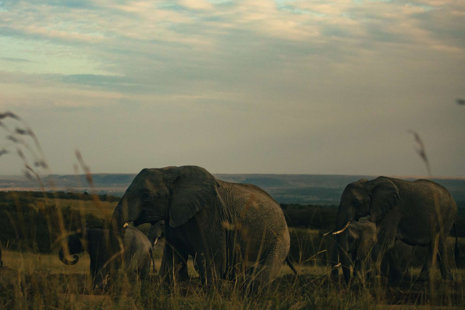 wildlife photography