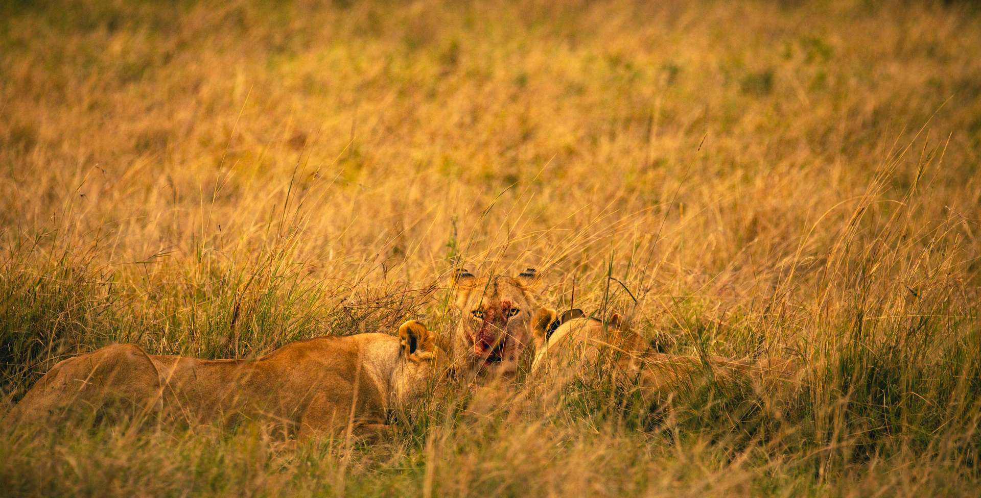 wildlife photography