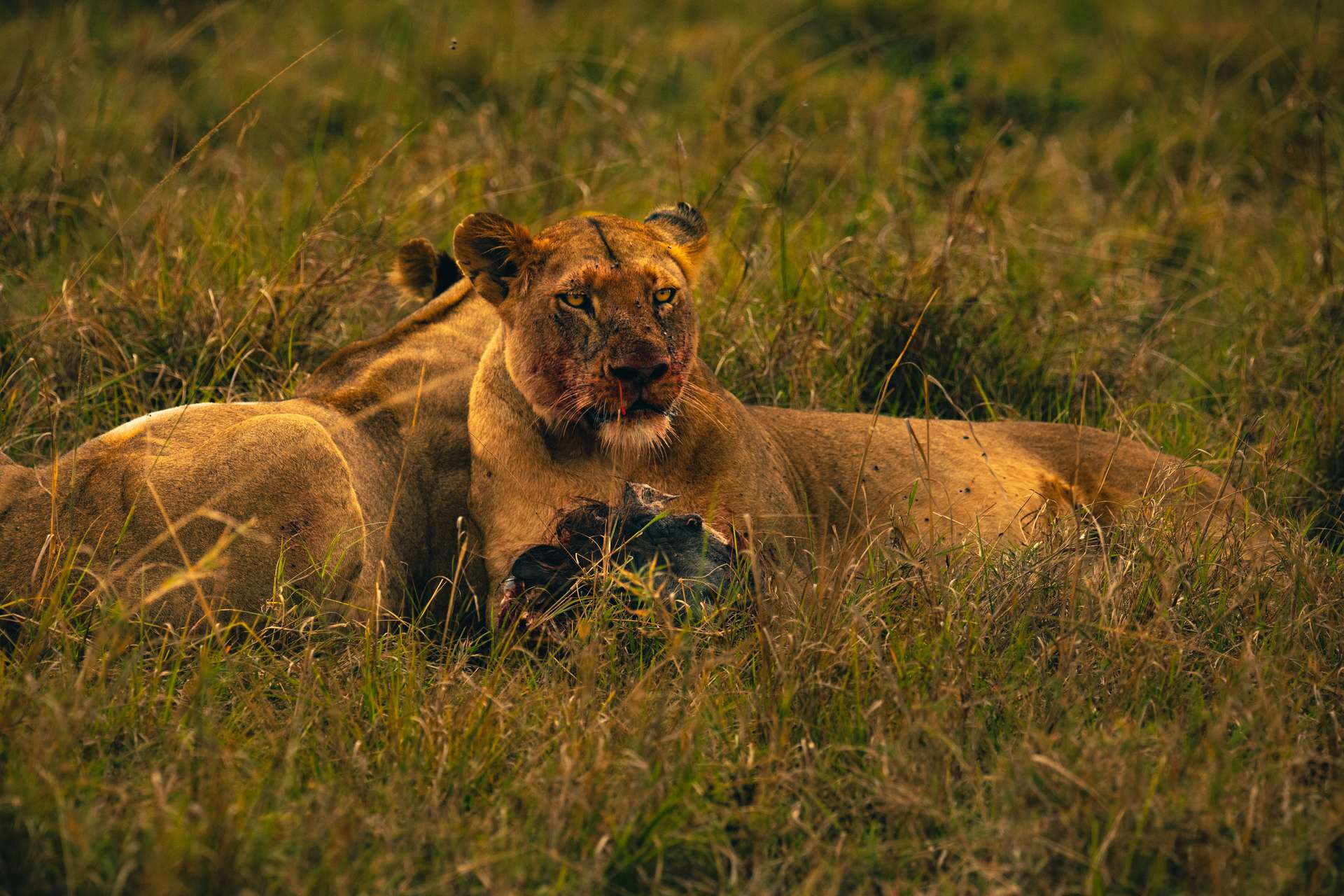 wildlife photography