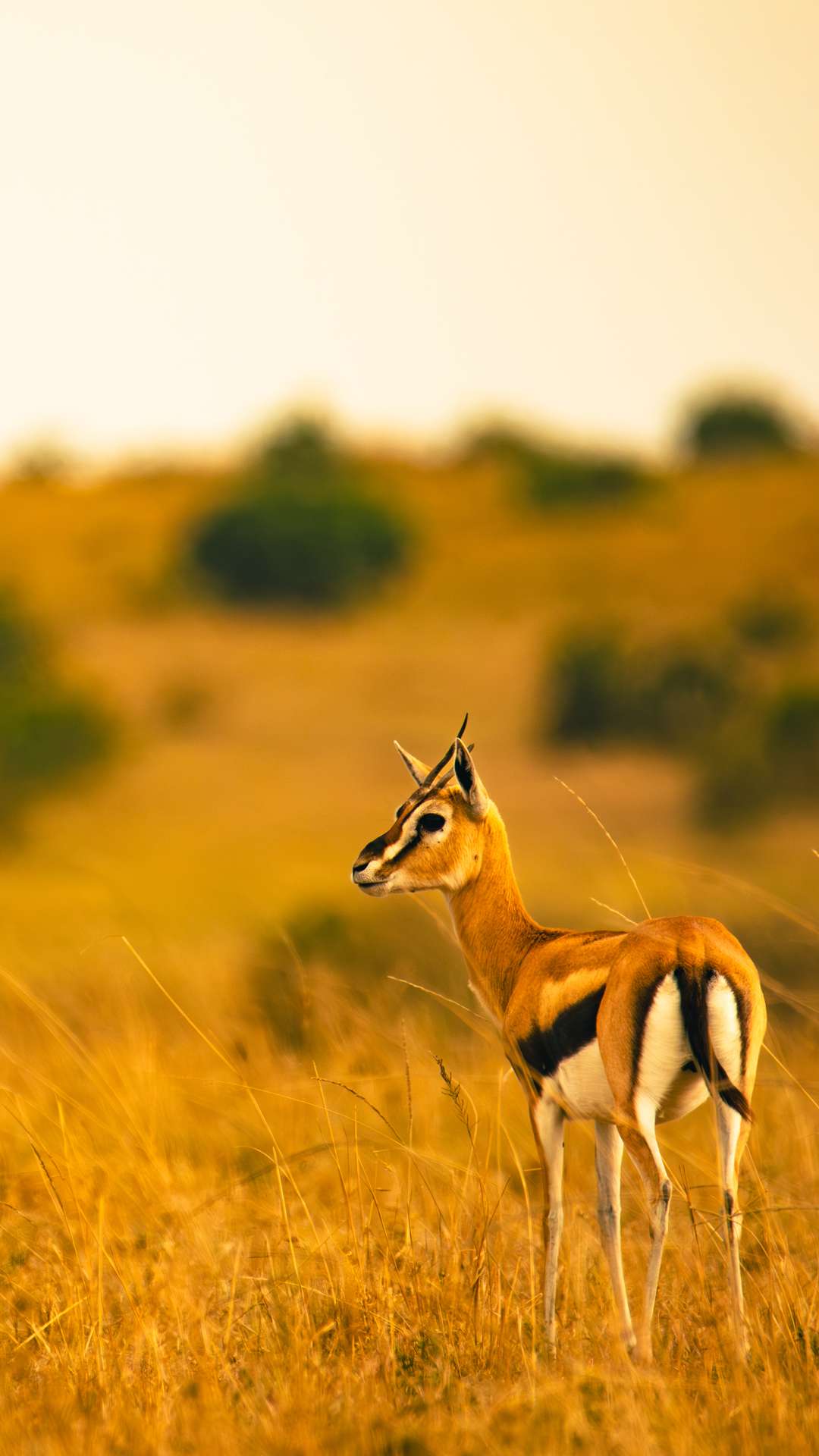 wildlife photography