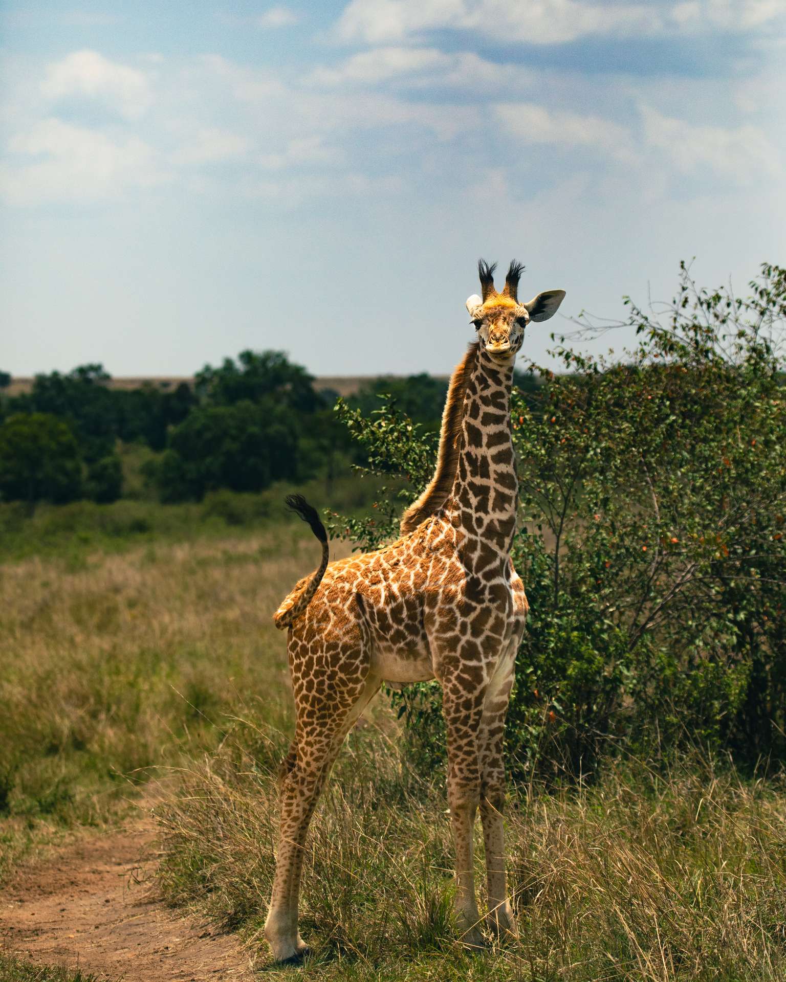 wildlife photography