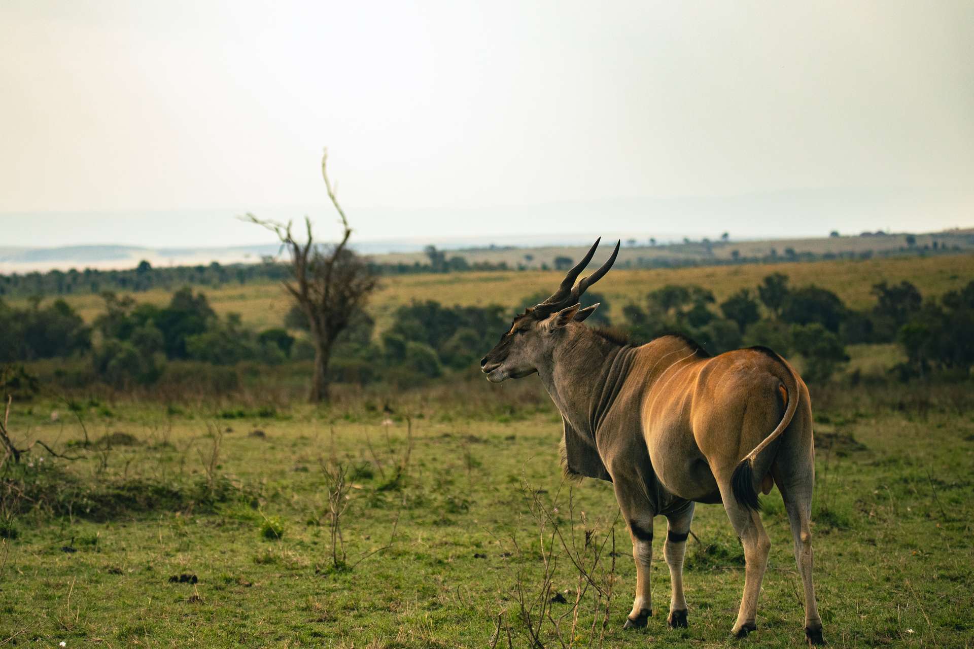 wildlife photography